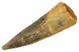 Fossil Spinosaurus Tooth - Real Dinosaur Tooth #344523-1